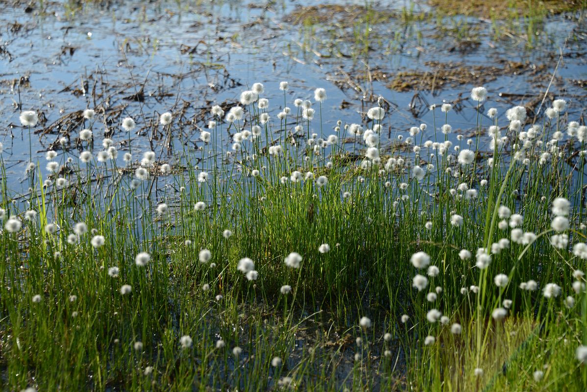 36A Dandelions At The Arctic Chalet in Inuvik Northwest Territories